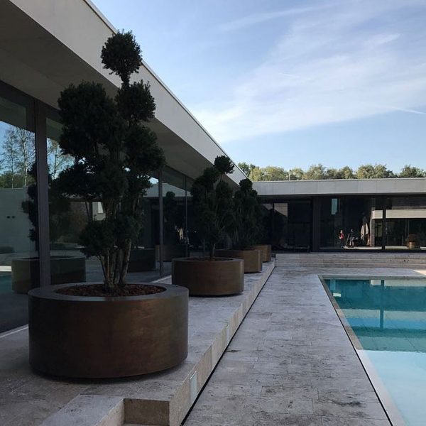 Image of row of Cuprum luxury polished brass circular plant pots on poolside, planted with cloud-pruned Japanese holly.