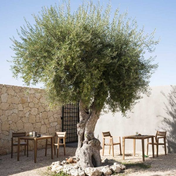 Image of RODA Zania FSC iroko outdoor hospitality tables and chairs in sun and shade around olive tree in a courtyard