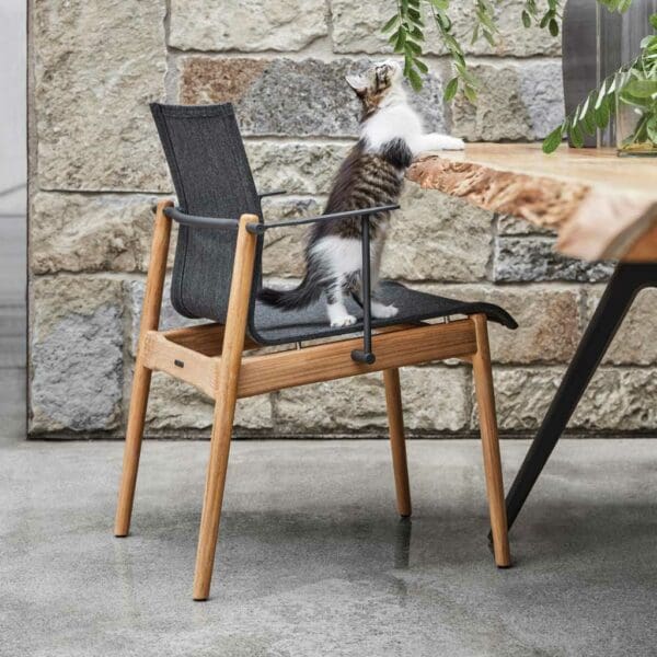 Image of inquisitive pussy cat perched on Sway chair, with paws on Raw teak table by Gloster