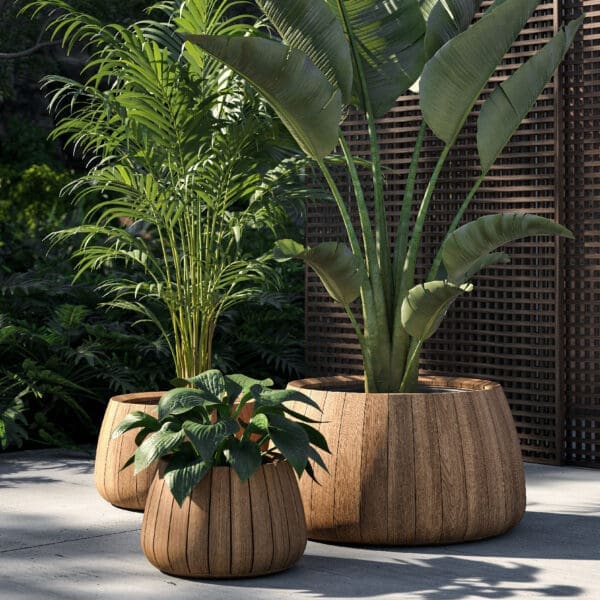 Image of 3 different sizes of Bariq round teak plant pots, planted with Hosta, Kentia palm and Strelitzia.